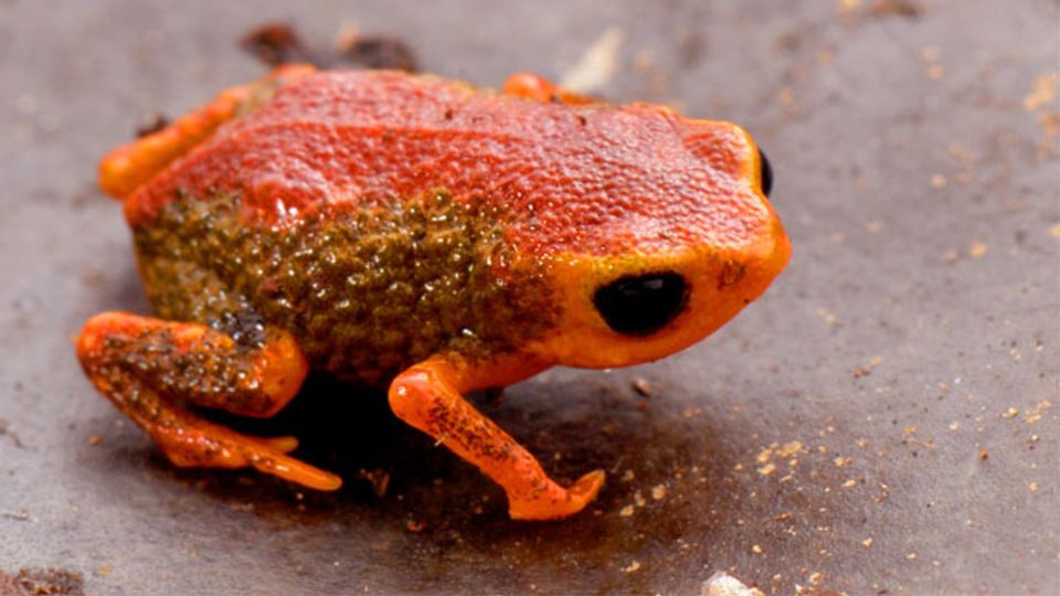 Evolution Has Left Tiny Frogs Unable To Balance content piece image