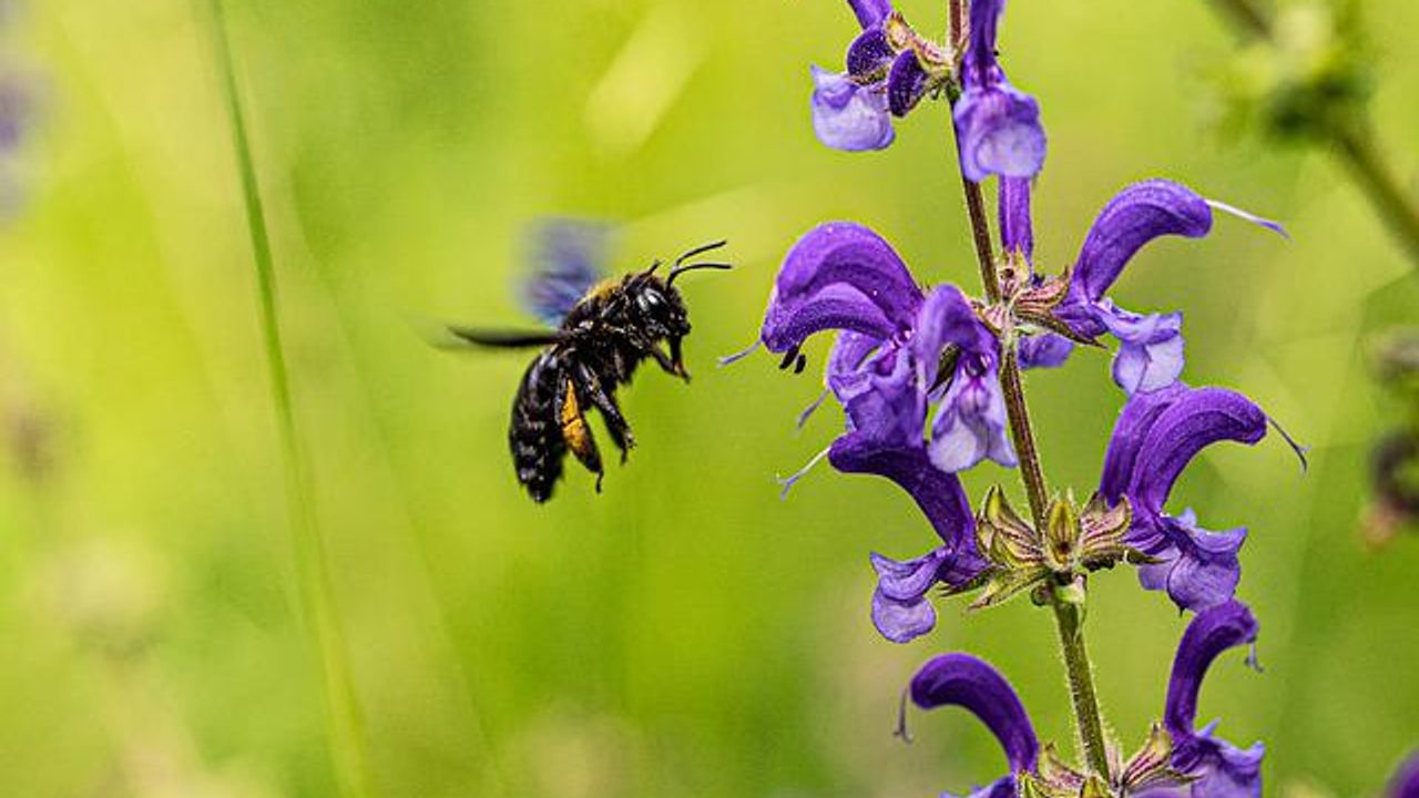 Bee Gut Microbiome Provides Clues About Their Health