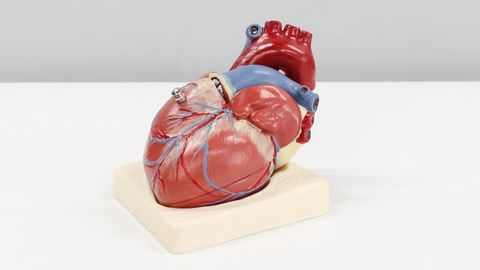 Novel Technology Repairs and Regenerates Heart Muscle Cells