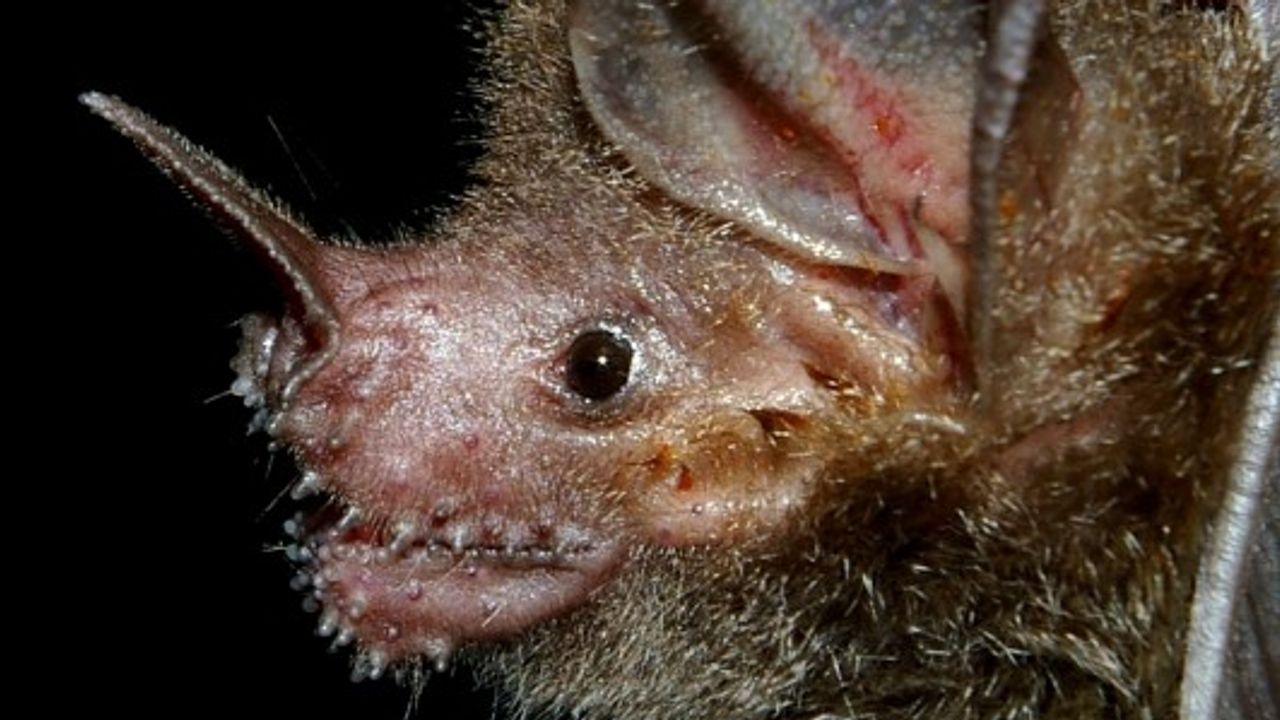 FrogEating Bats Show Off Their LongTerm Memory Technology Networks