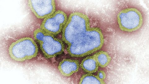 Protein That Inhibits Influenza Replication May Hold the Key to New Antivirals