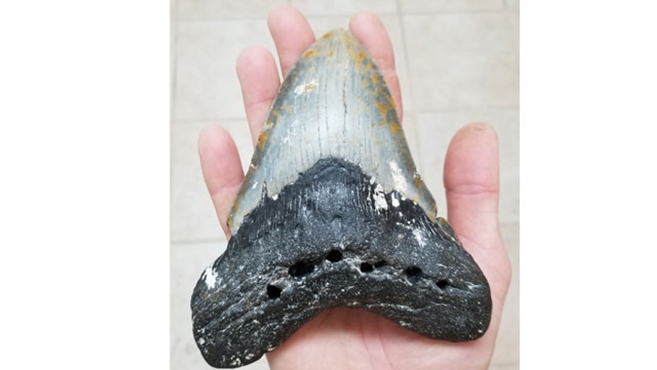 Megalodons Ate Anything They Fancied, Study Shows