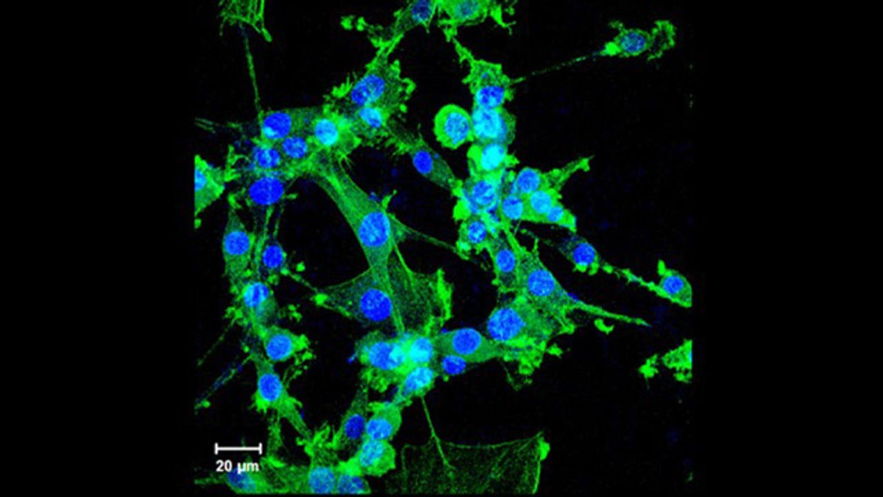 New Cryoprotective Agents Discovered