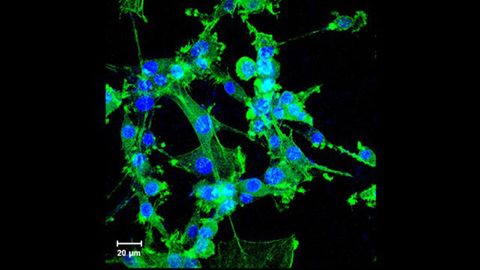 New Cryoprotective Agents Discovered