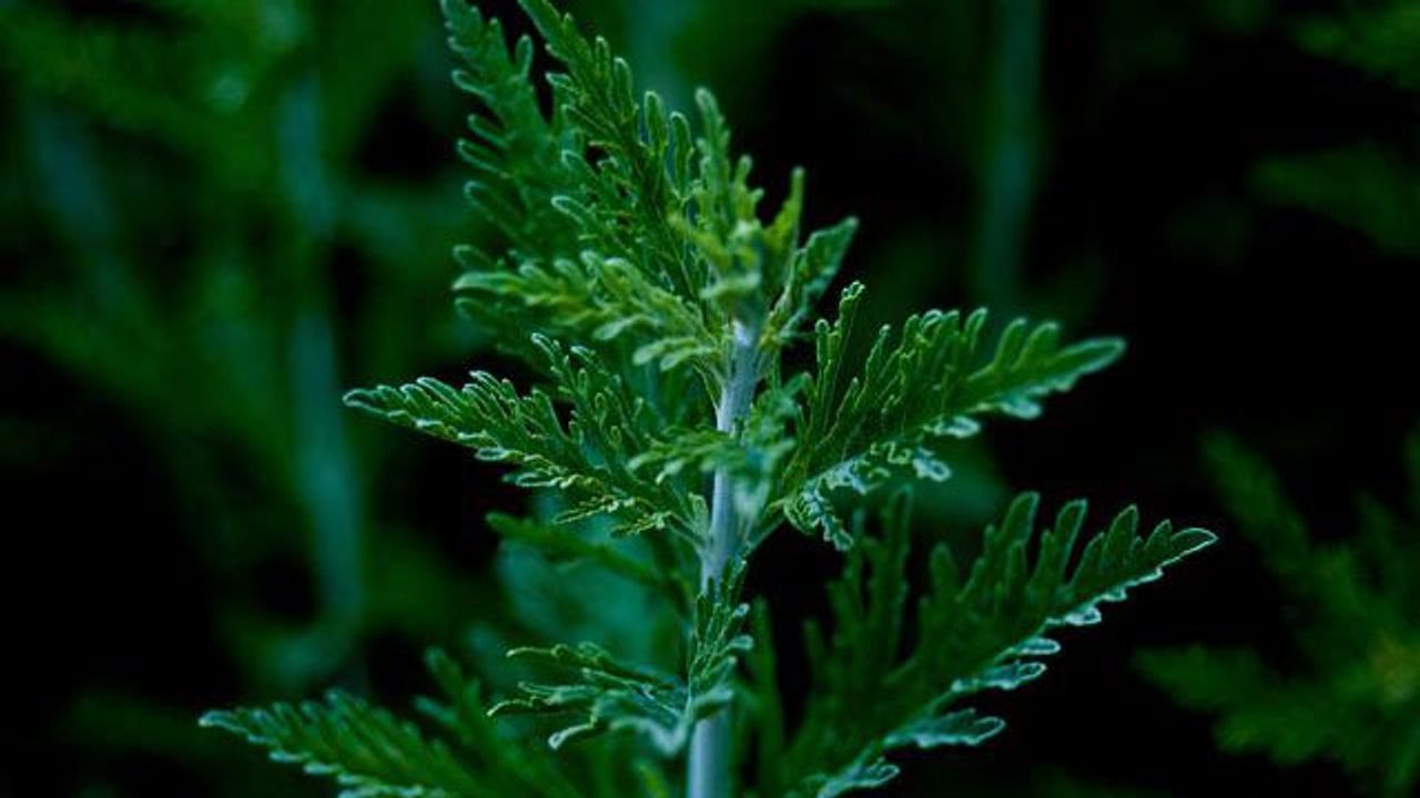 Study Lays Foundations for Vaccine Against Mugwort Pollen Allergies