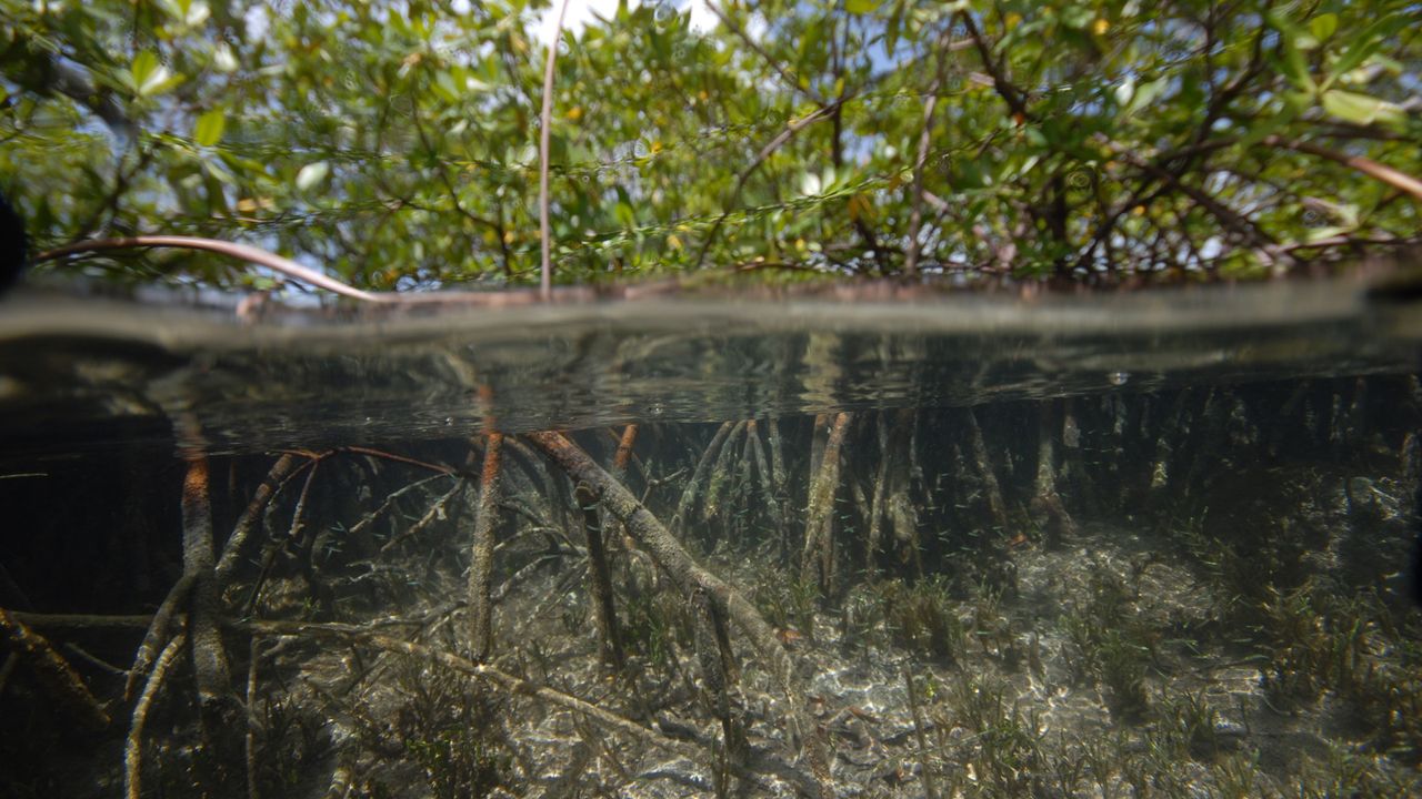 The Largest Bacterium Ever Has Been Found in a Caribbean Swamp