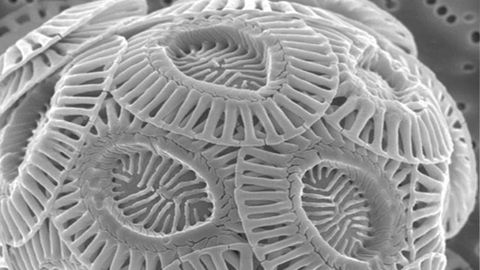 Algae Could Produce Our Future Building Materials