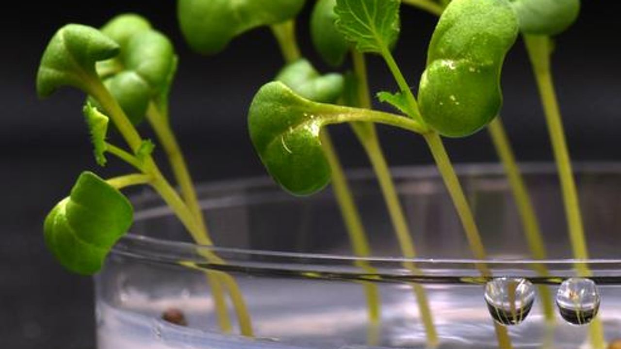 Food Production Possible Without Sunshine Thanks to Artificial Photosynthesis