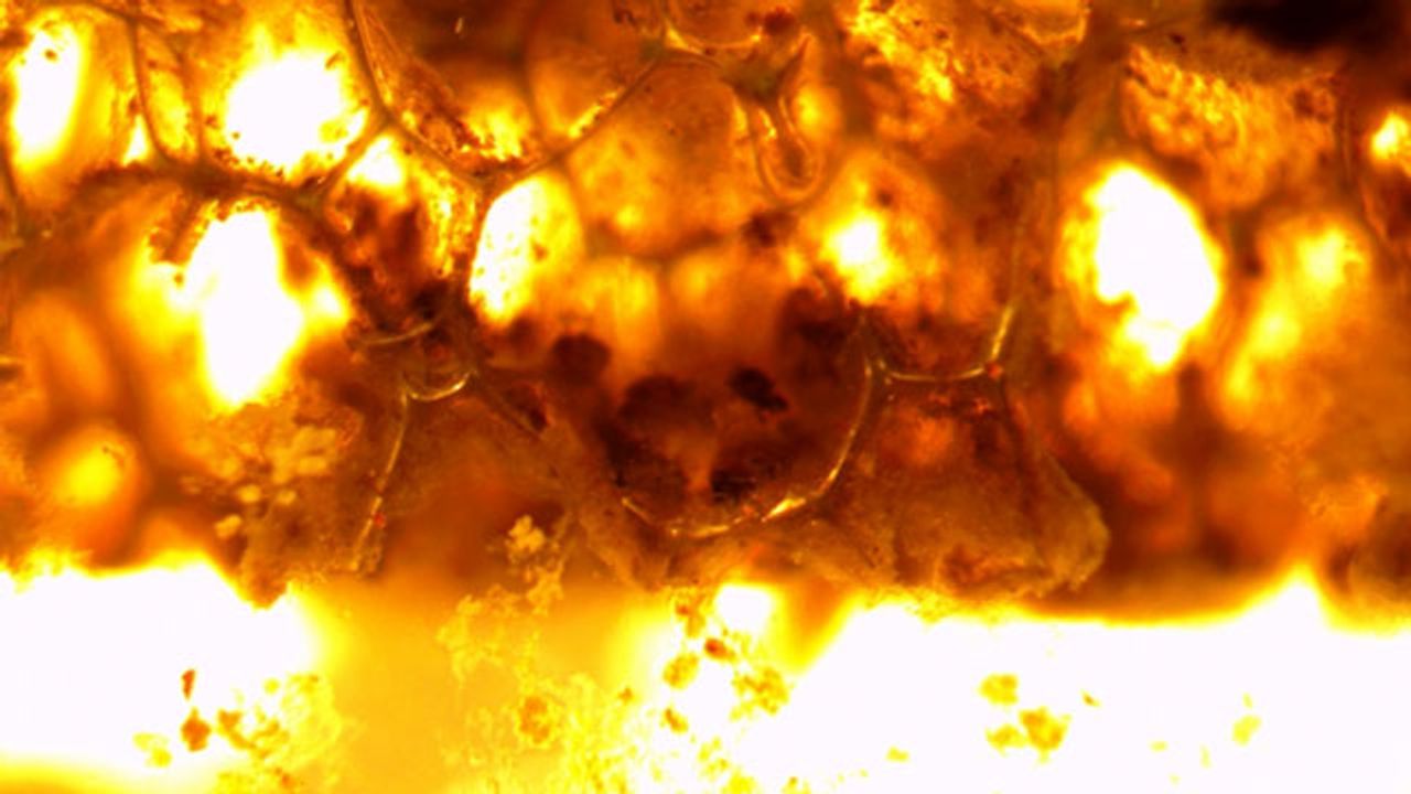Up to 70% of Environment-Harming Nitrogen Removed by Novel Wastewater Treatment System