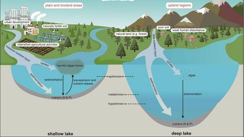 Why Are Shallow Lakes More Prone to Eutrophication?