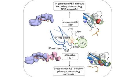 Study Identifies Oncoprotein’s Cryptic Vulnerabilities for Anti-Cancer Drug Development