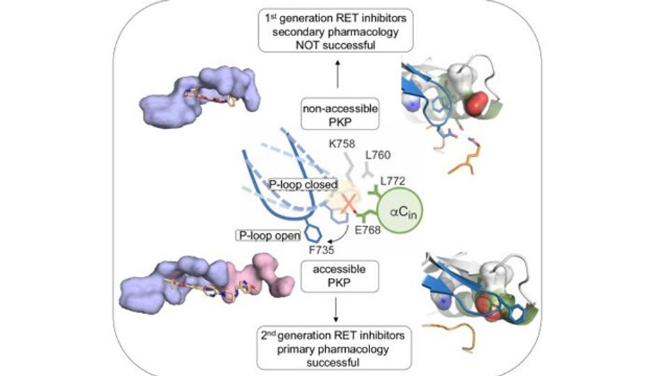 Study Identifies Oncoprotein’s Cryptic Vulnerabilities for Anti-Cancer Drug Development  content piece image