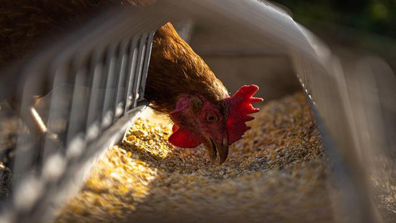 Pandemic Risks May Actually Be Reduced by Intensive Farming