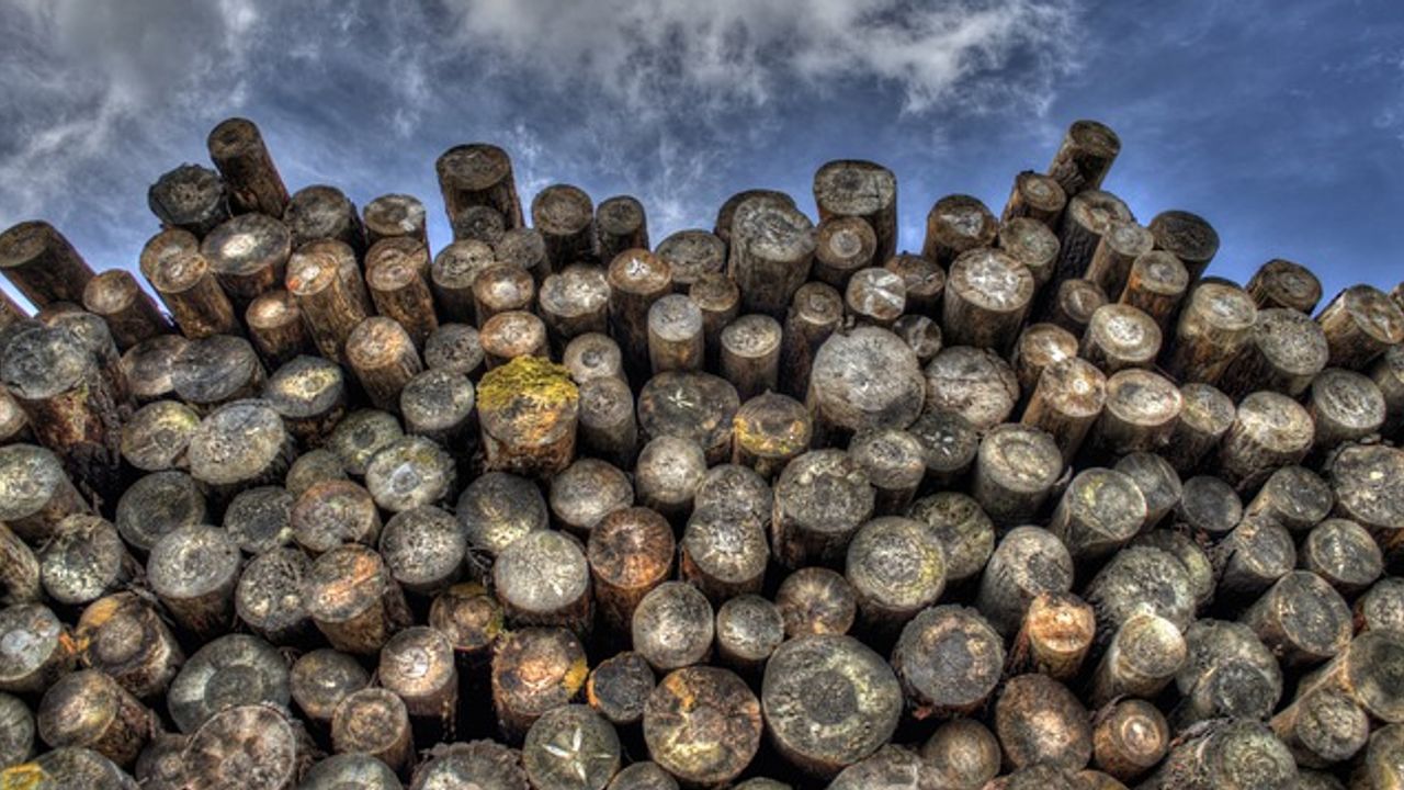 Bacteria Could Transform Paper Industry Waste Into Useful Products
