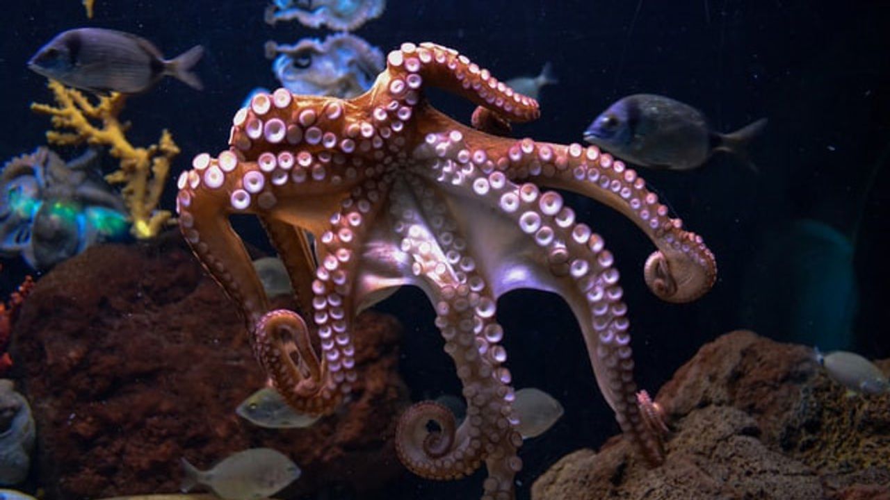 Octopus and Human Brains Share "Jumping Genes"
