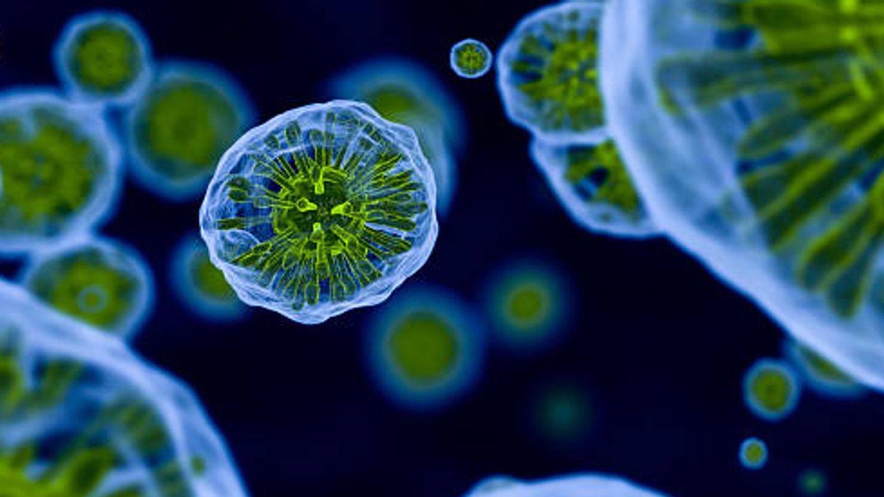 Expansion of Specific Lymphocyte Populations