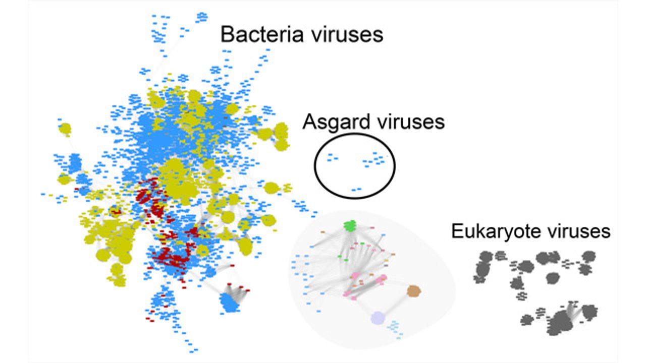 Clues About the Origins of Complex Life Gained From Virus Discovery