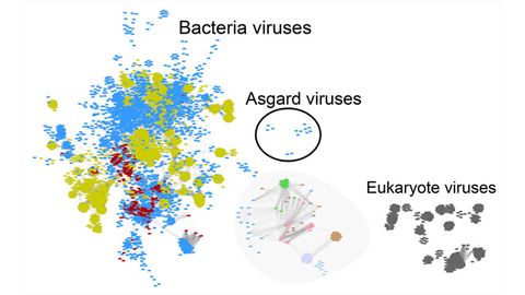 Clues About the Origins of Complex Life Gained From Virus Discovery