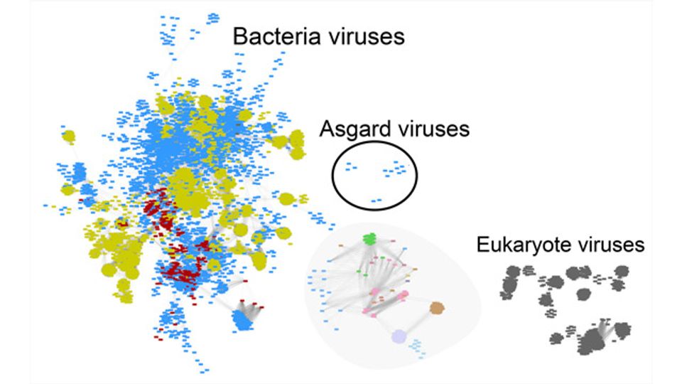 Clues About the Origins of Complex Life Gained From Virus Discovery content piece image