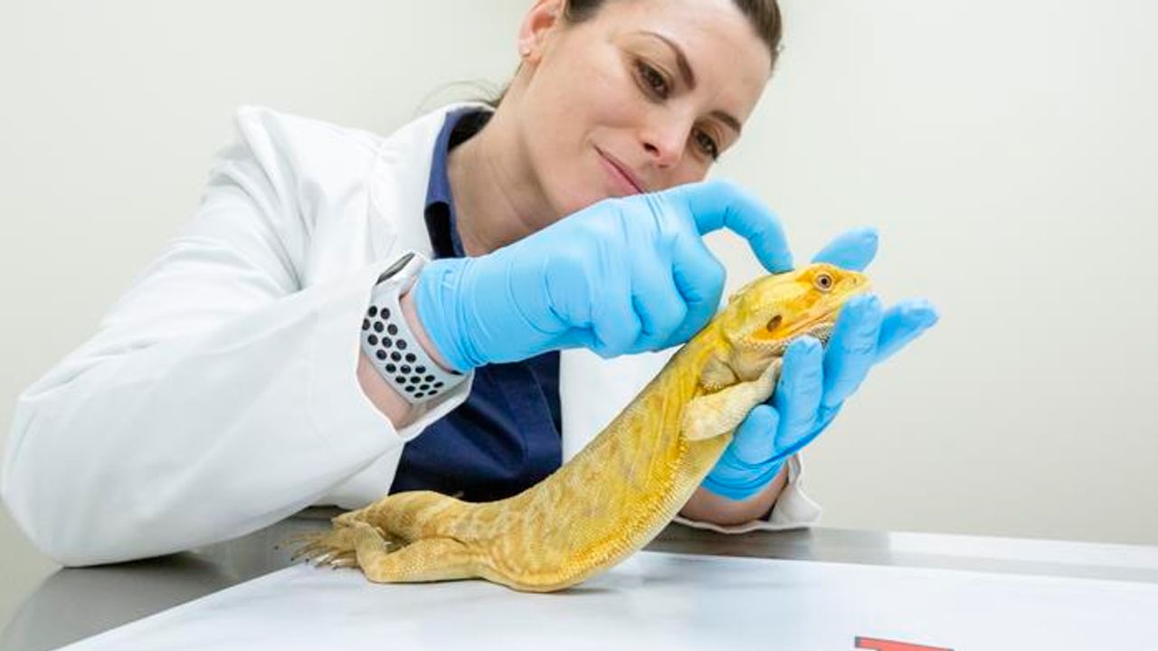 How To Scan Your Dragon: Brain Atlas for Bearded Dragons Developed