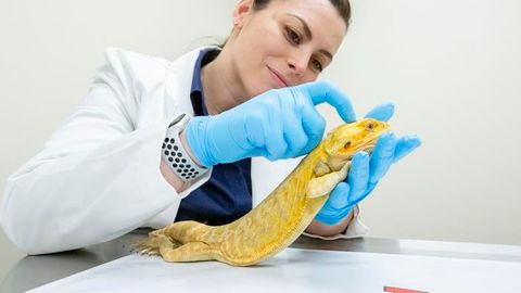 How To Scan Your Dragon: Brain Atlas for Bearded Dragons Developed