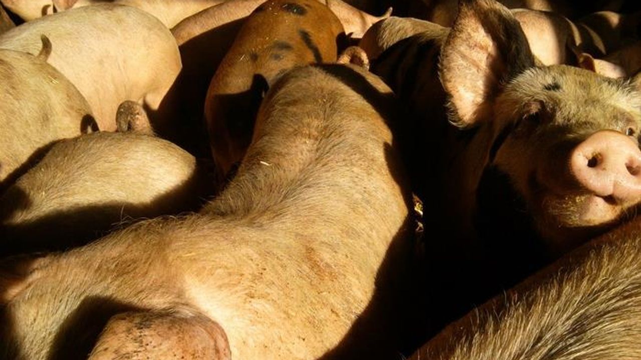 Pig-Adapted MRSA That's Highly Antibiotic-Resistant Can Infect Humans