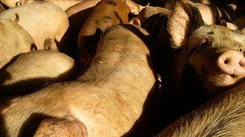 Pig-Adapted MRSA That's Highly Antibiotic-Resistant Can Infect Humans