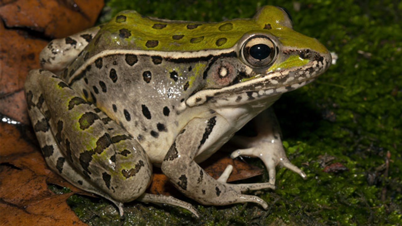 Tadpoles' Vision Dramatically Changes When They Become Frogs