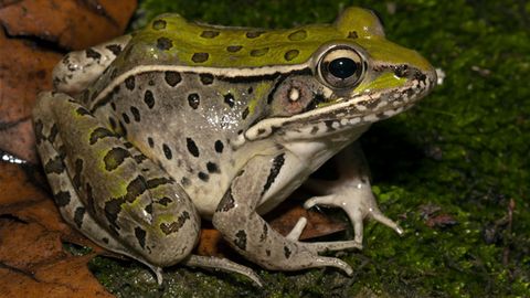 Tadpoles' Vision Dramatically Changes When They Become Frogs