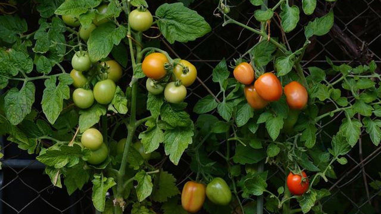 Wild Tomato Genome Will Benefit Domesticated Cousins