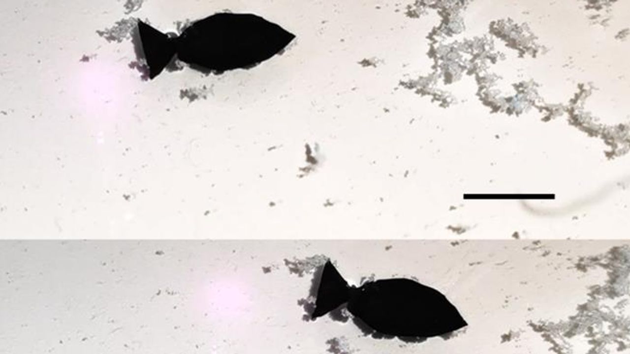 Tiny Fish-Like Robot "Swims" Around Collecting Microplastics