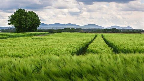 Food Security and Sustainable Agriculture Supported by Promising Non-Destructive Sensors