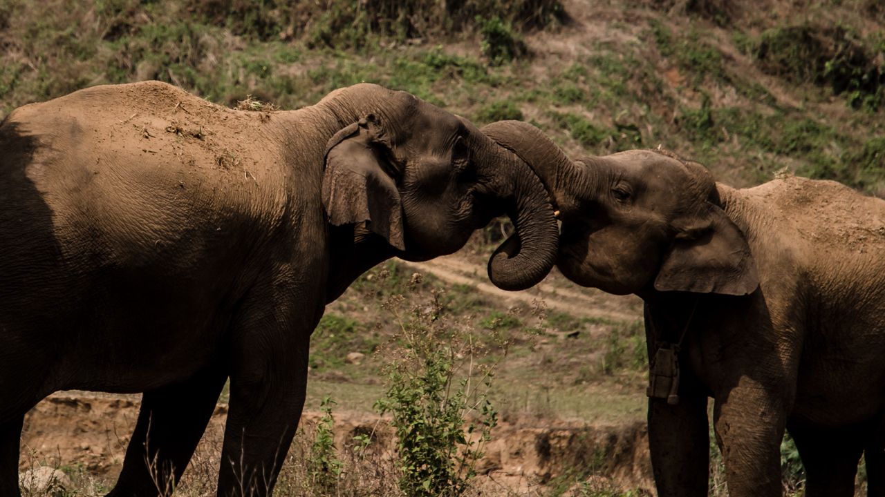 Do Nematode Parasites Cause Elephants To Socially Distance?