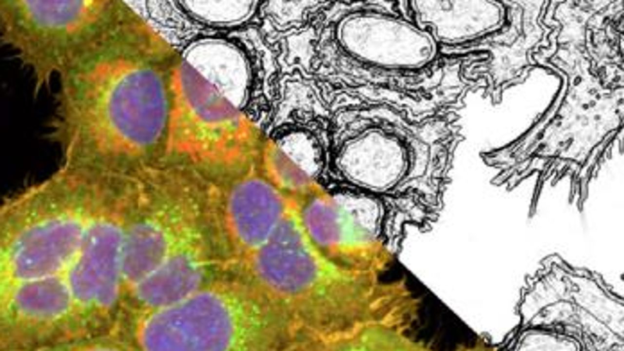 Cell Painting for Phenotypic Screening