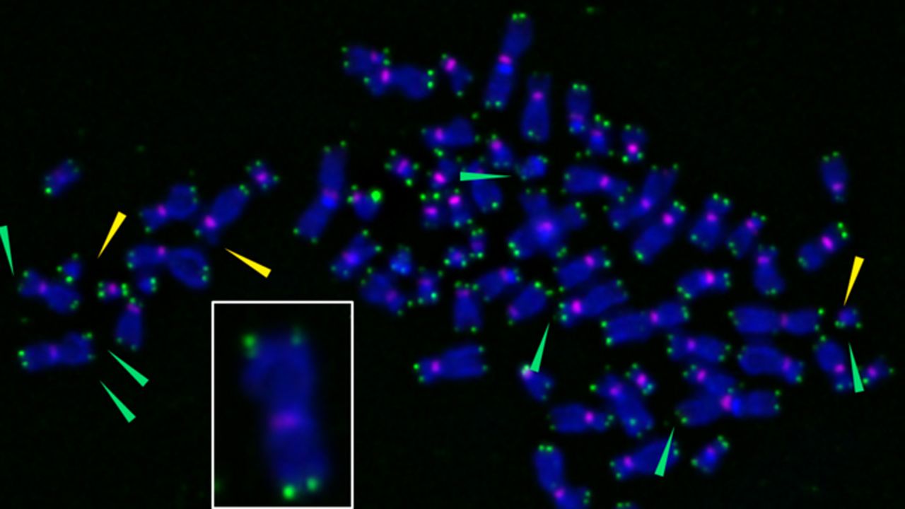 Oxidative Damage Study Reveals Secrets of “Zombie” Cells