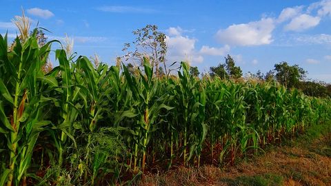 Maize Can Adapt to High Elevations and Cold Temperatures Thanks to "Borrowed" Gene