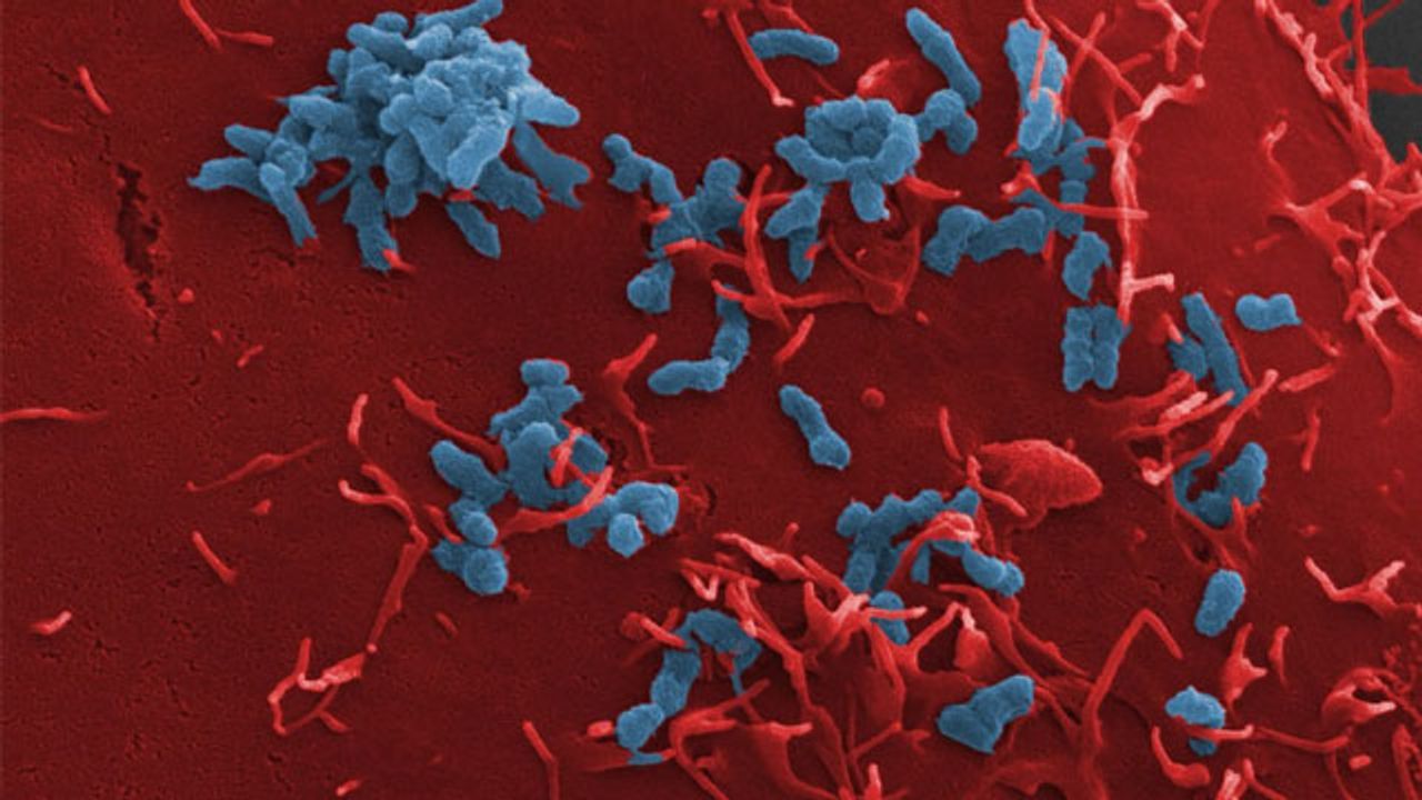 Cell Adhesion Provides the Basis for a New Class of Antibiotics