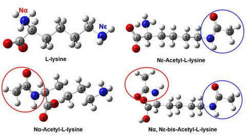 Vibrational Spectroscopy Provides Clues About Protein Acetylation Structures in Biological Systems