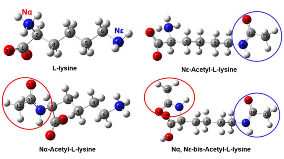 Vibrational Spectroscopy Provides Clues About Protein Acetylation Structures in Biological Systems content piece image