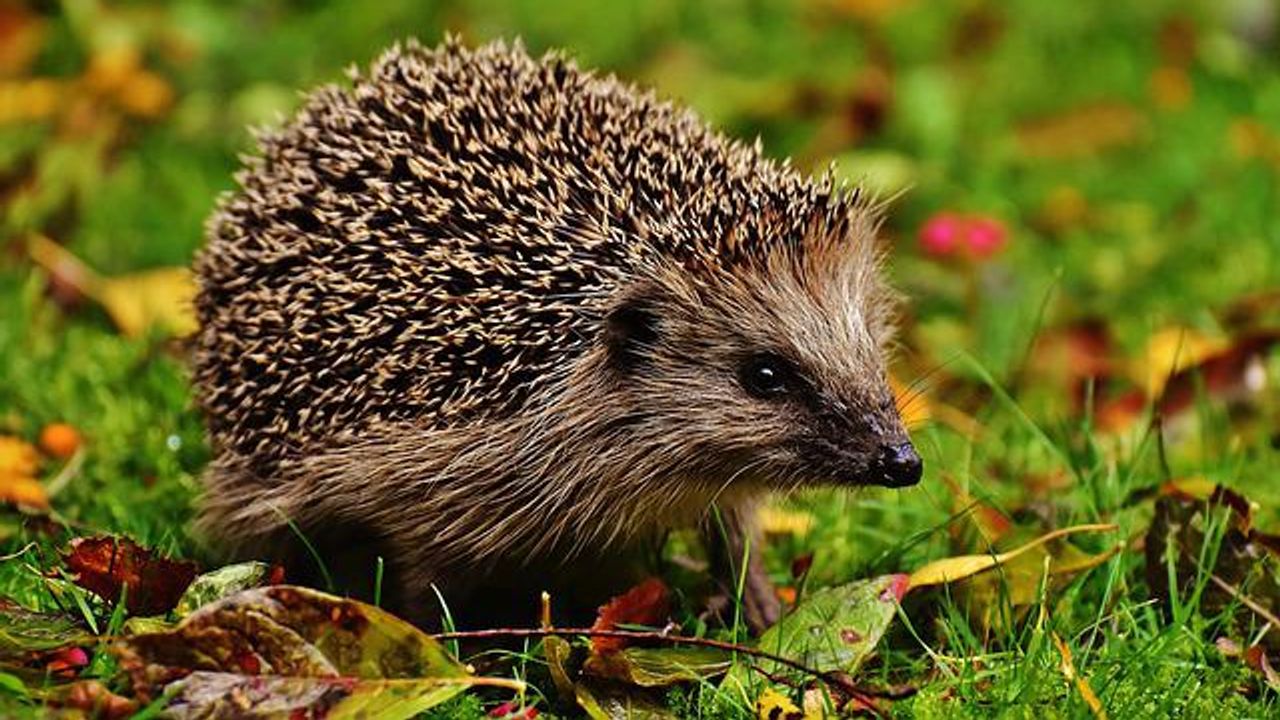 Four Out of Seven Small Mammal Species Identified as "Plastic Positive"