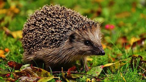 Four Out of Seven Small Mammal Species Identified as "Plastic Positive"