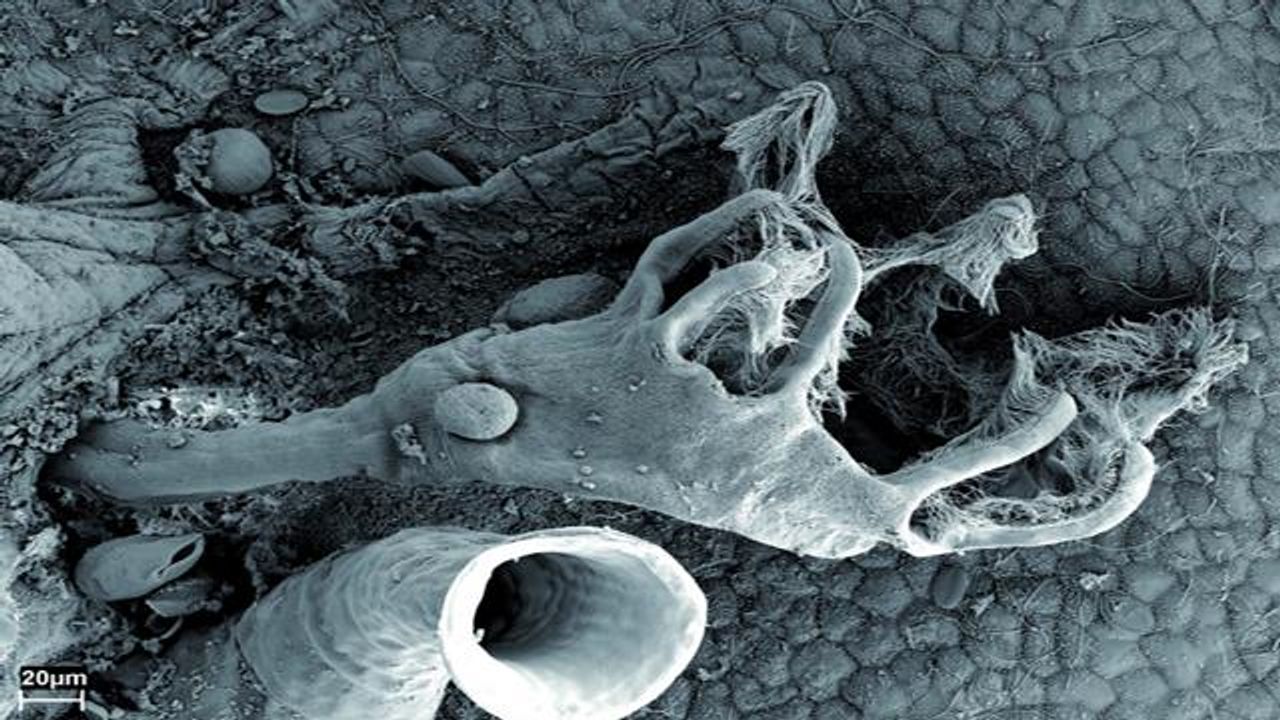 Evolutionary Relationships of Ancient Invertebrates Revealed