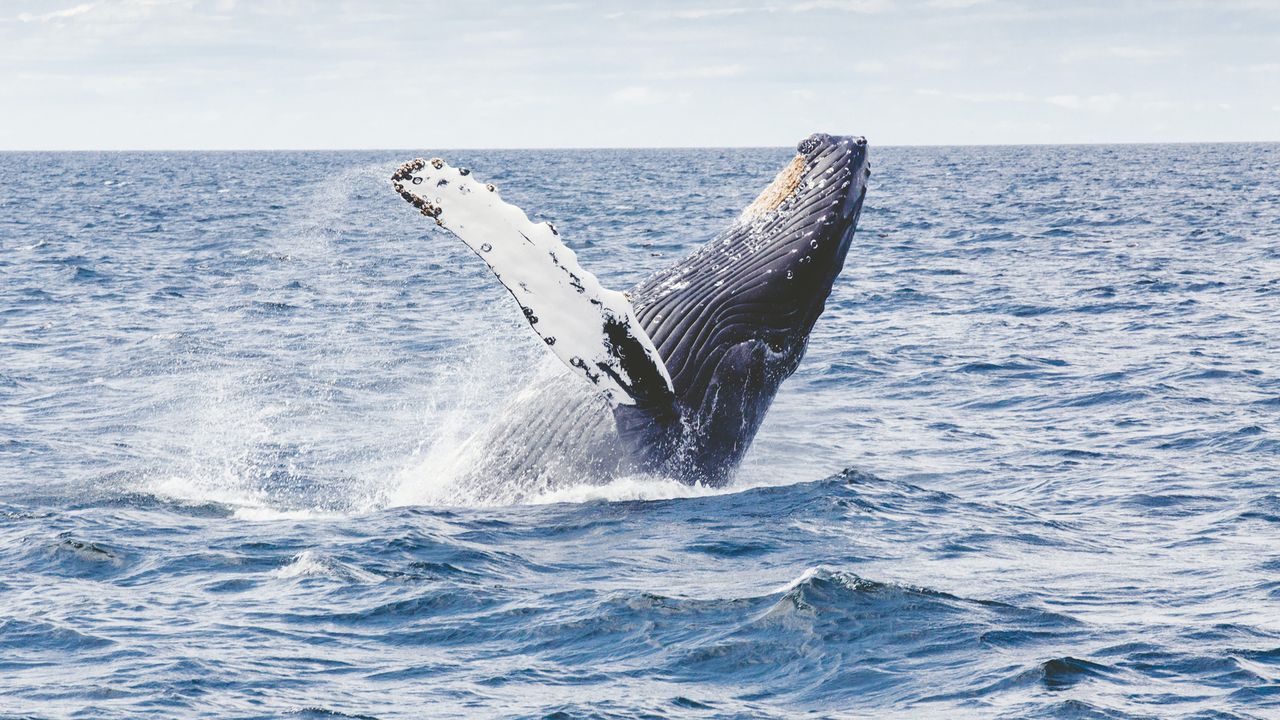 Humpback Whales From Different "Cultures" Swap Songs