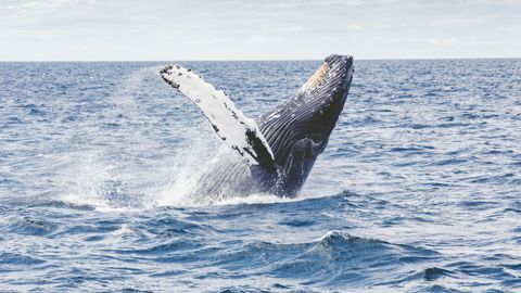 Humpback Whales From Different "Cultures" Swap Songs