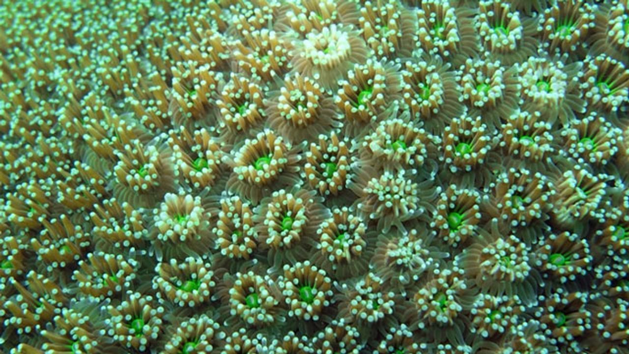 Coral Pathogens Induce Prophage To Take Out the Competition