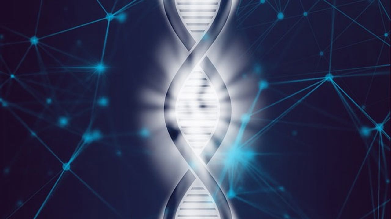 Artificial Genes Help Understand How Cells Learn Their Location in the Body