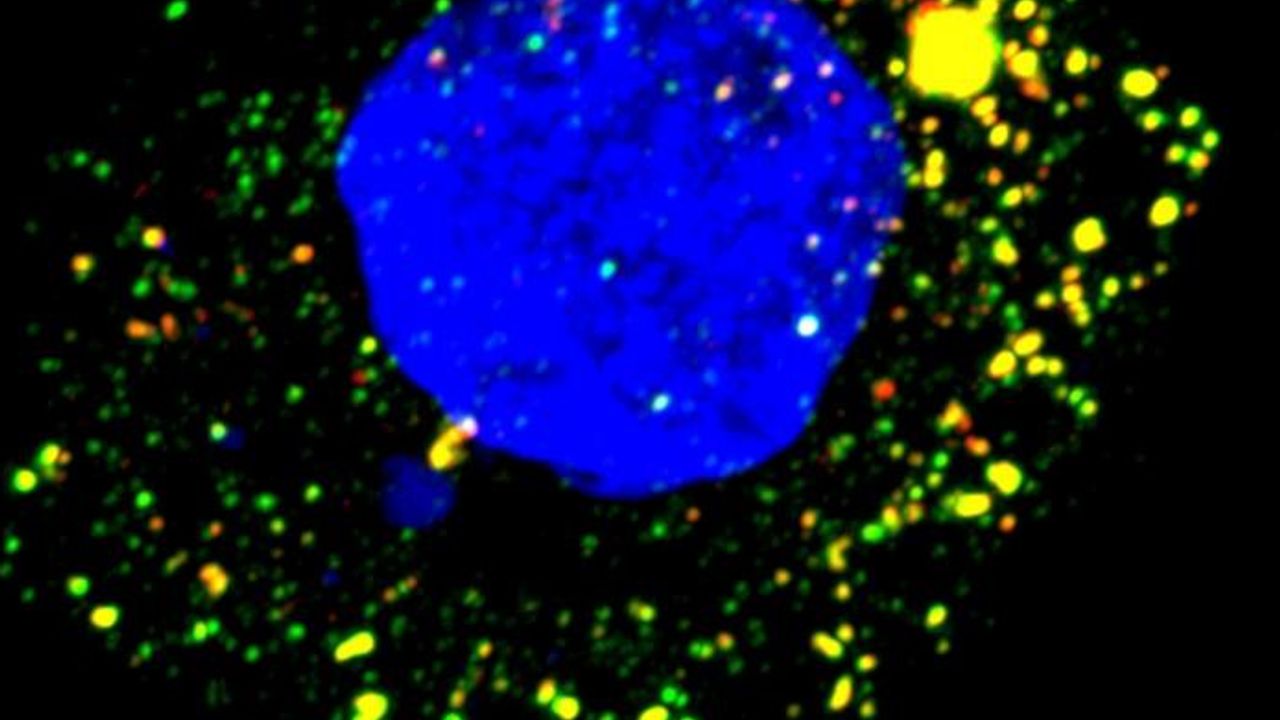 Key to Hepatitis A Replication Discovered