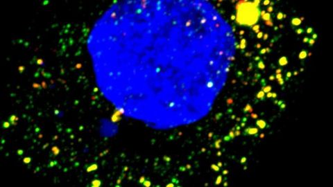 Key to Hepatitis A Replication Discovered
