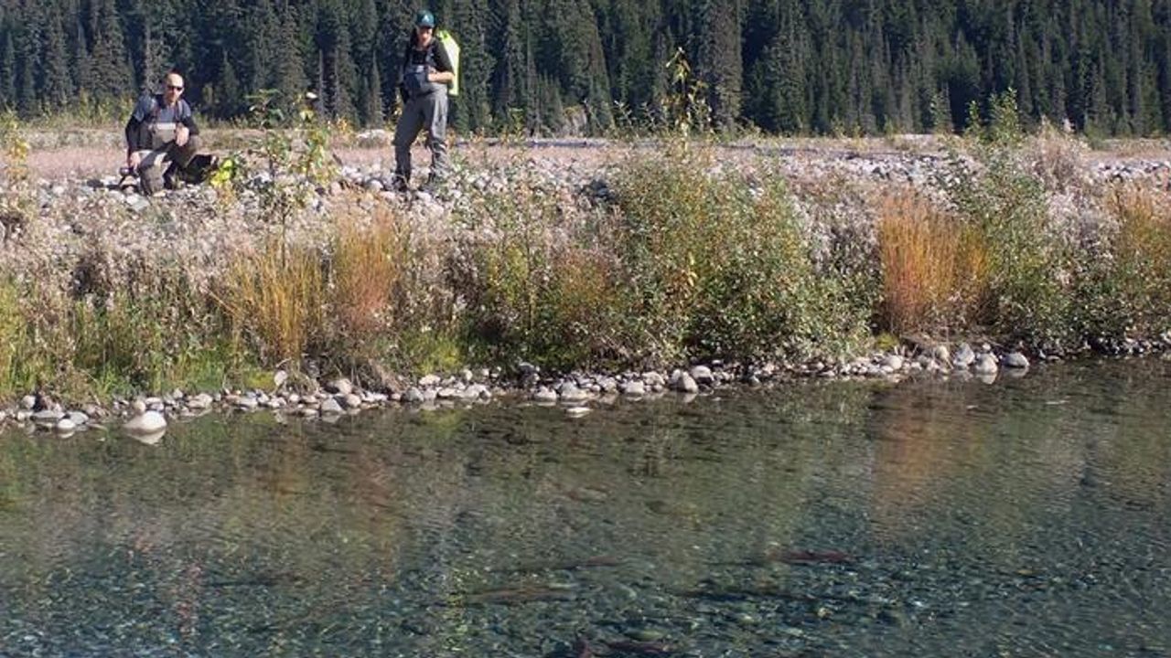 What Risks Do Past and Present Mining Activities Pose to Salmon?