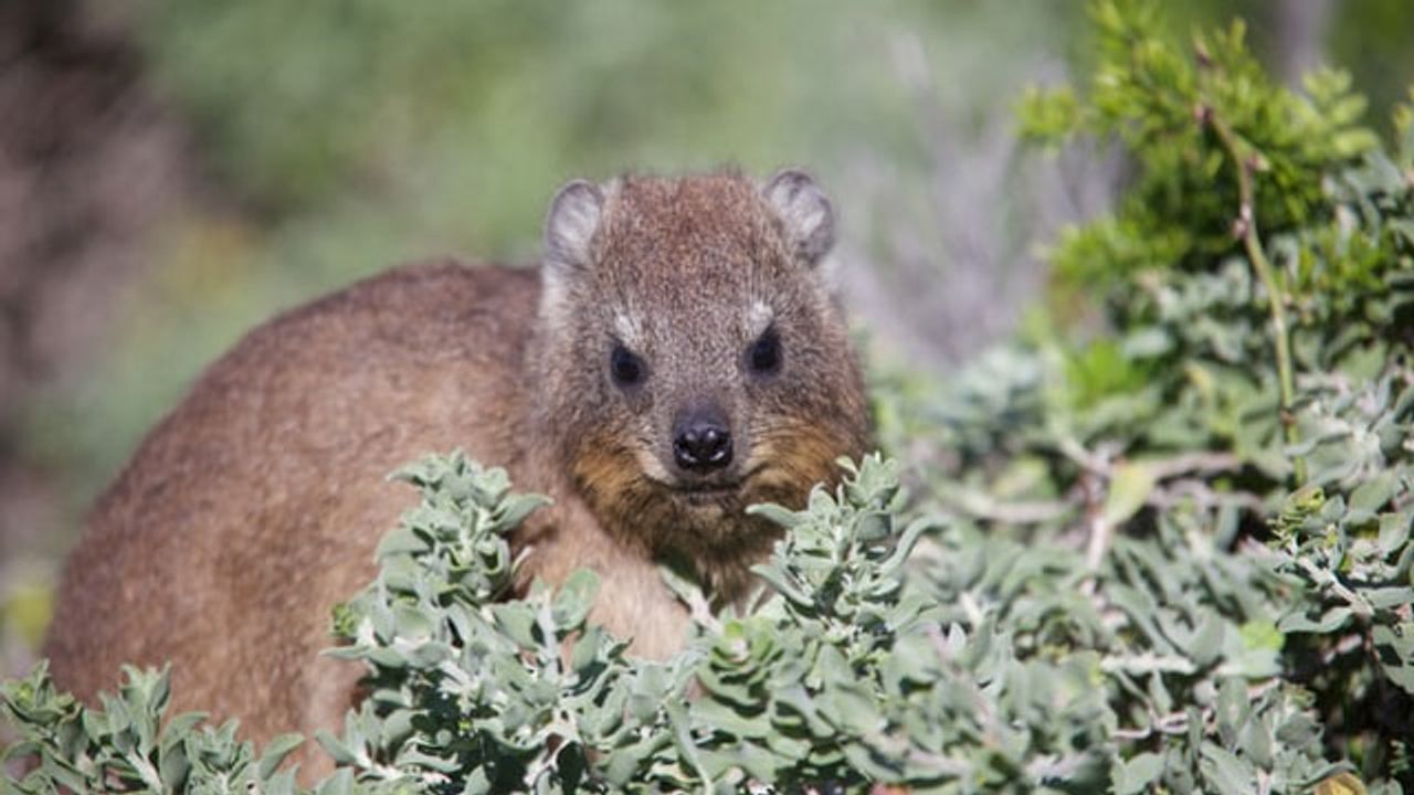 Comparing the Genomes and Family Trees of Lice and Their Mammalian Hosts